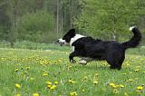 BORDER COLLIE 972